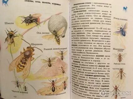 Атлас определитель 2 класс насекомые