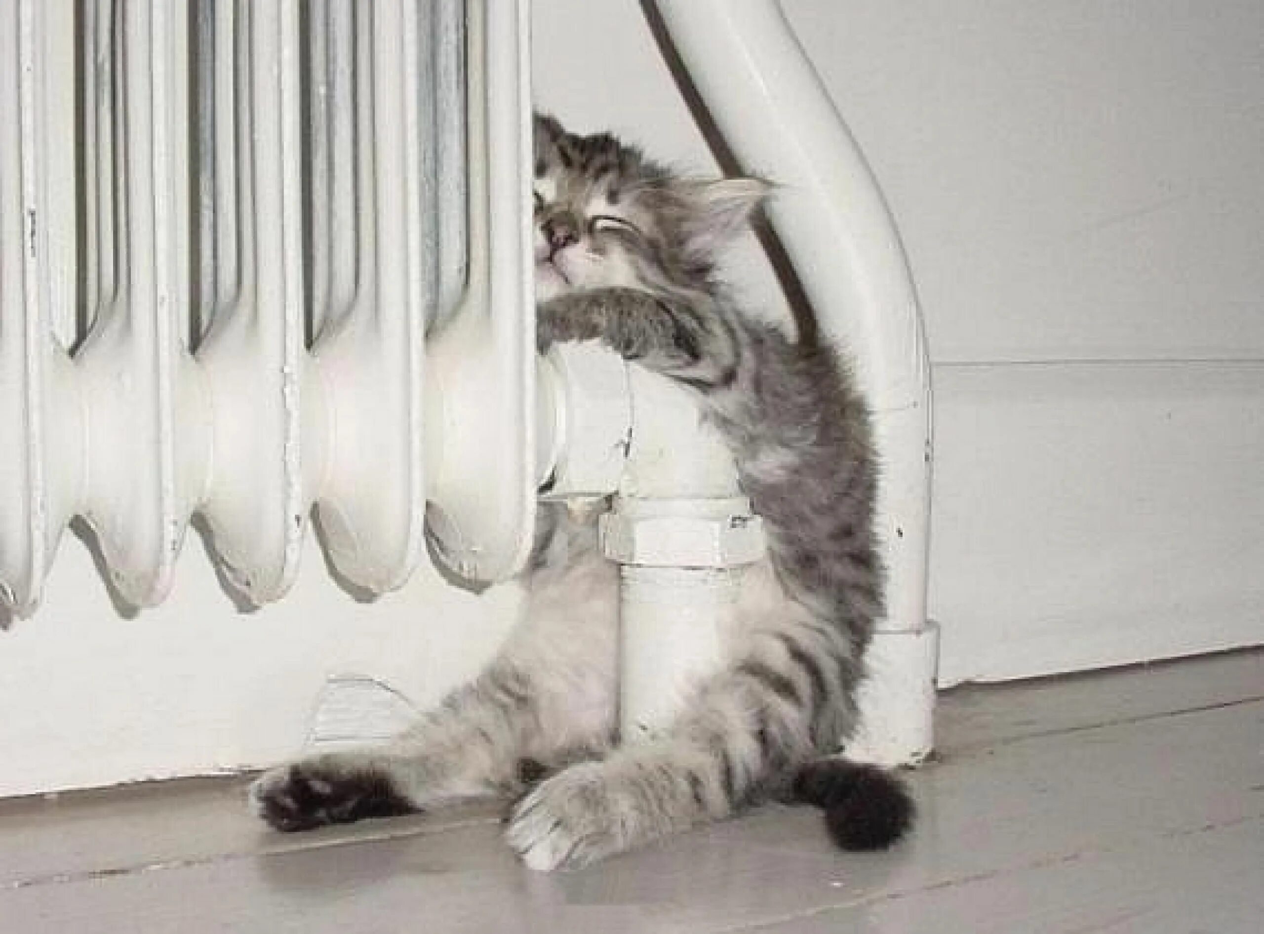 Включи хочется. Котик на батарее. Котенок на батарее. Отопление кот. Кот на батарее отопления.