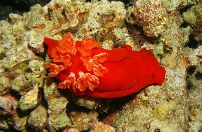 голожаберный моллюск испанский танцор красного моря. моллюски с раковина и красного моря. красный моллюск. голожаберный моллюск испанский танцор. красные моллюски.