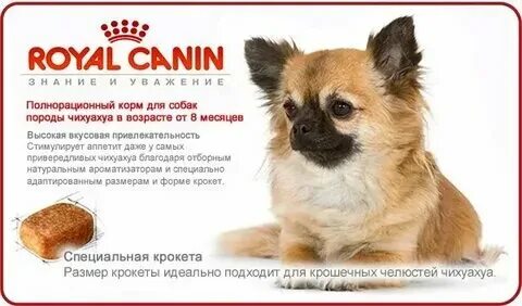 Сколько раз кормить чихуахуа