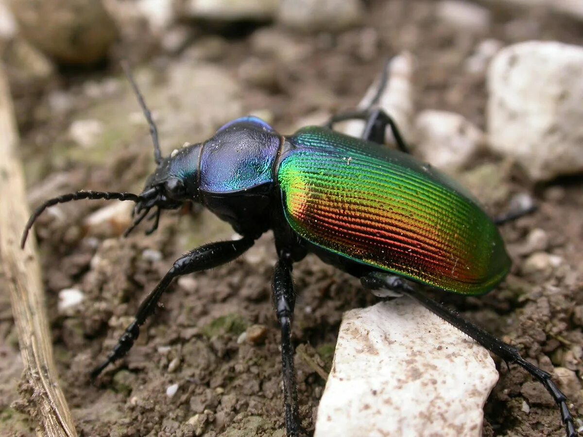 Жук красотел в какой природной зоне обитает. Calosoma sycophanta. Жужелица красотел. Calosoma sycophanta Linnaeus, 1758. Calosoma (Calosoma) sycophanta.