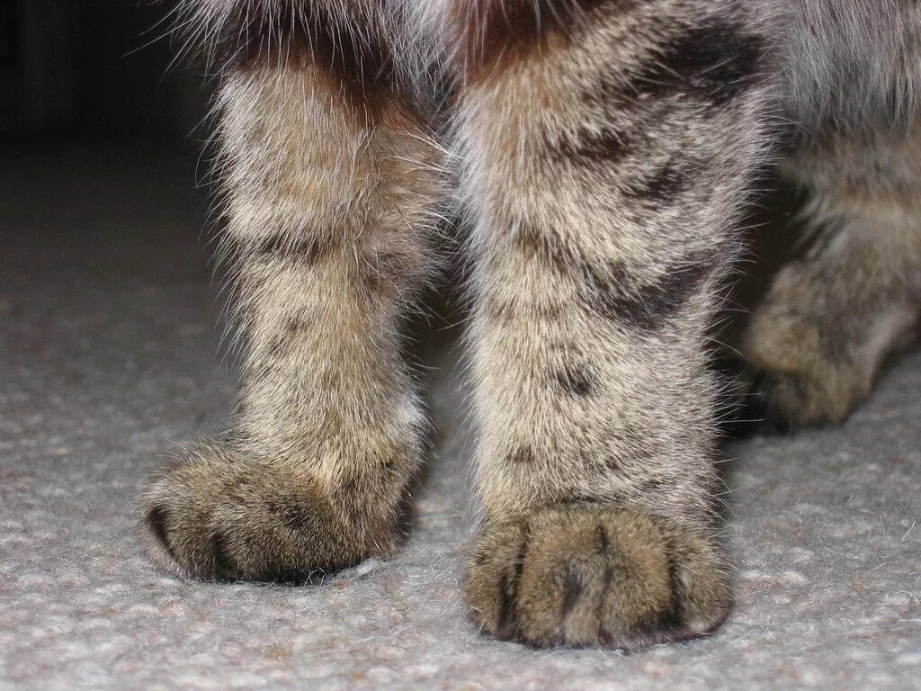 Котёнок с перебинтованной лапой. Лапы мейн куна. Кошачья лапка. Лангетка на лапу кошке. Припухлость на лапе у кошки.