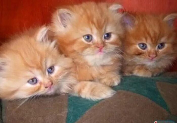 Авито нижний купить котенка. Рыжие персидские коты. Сибирские котята рыжего окраса. Маленький рыжий котенок сибирской кошки. Персидские котята классика рыжие.