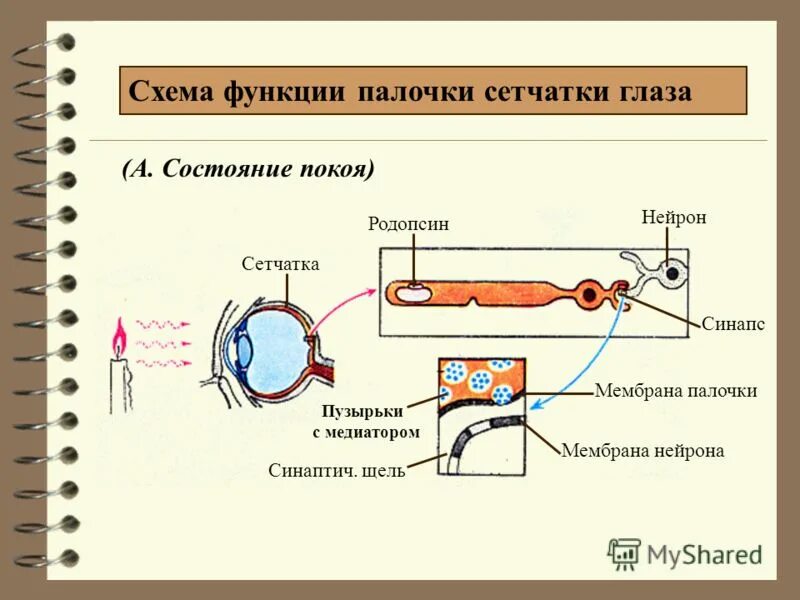 Сетчатка родопсин палочка