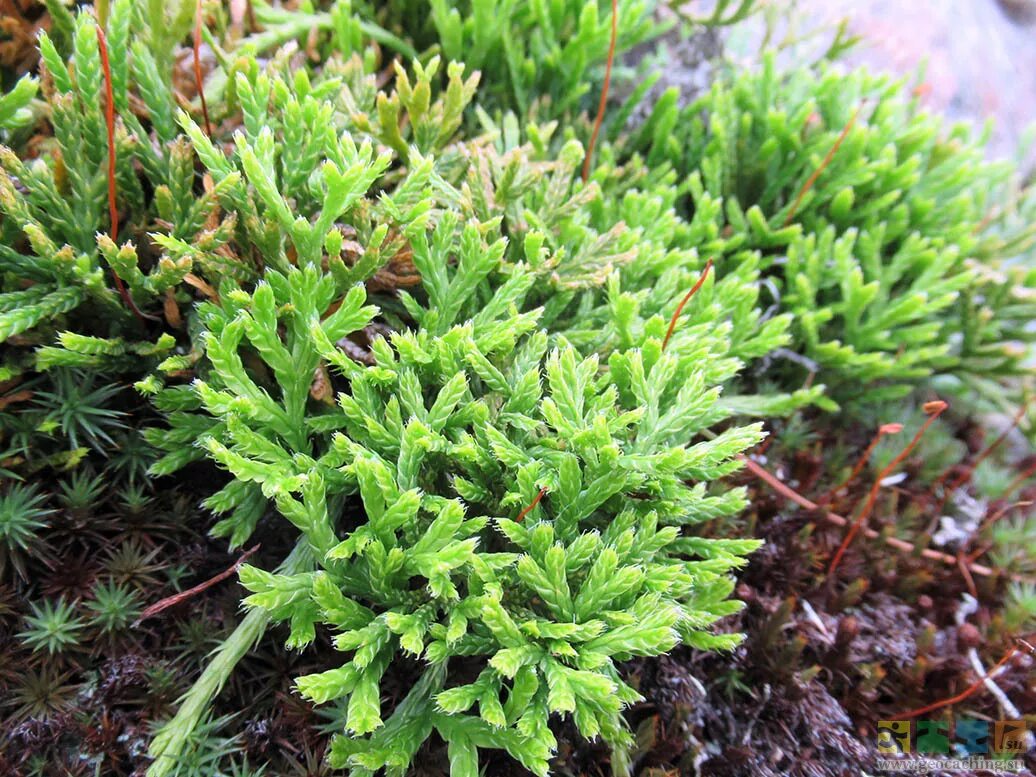 Плаун сплюснутый. Плаун сплюснутый Diphasiastrum complanatum. Папоротник Дифазиаструм. Плаун обоюдоострый.