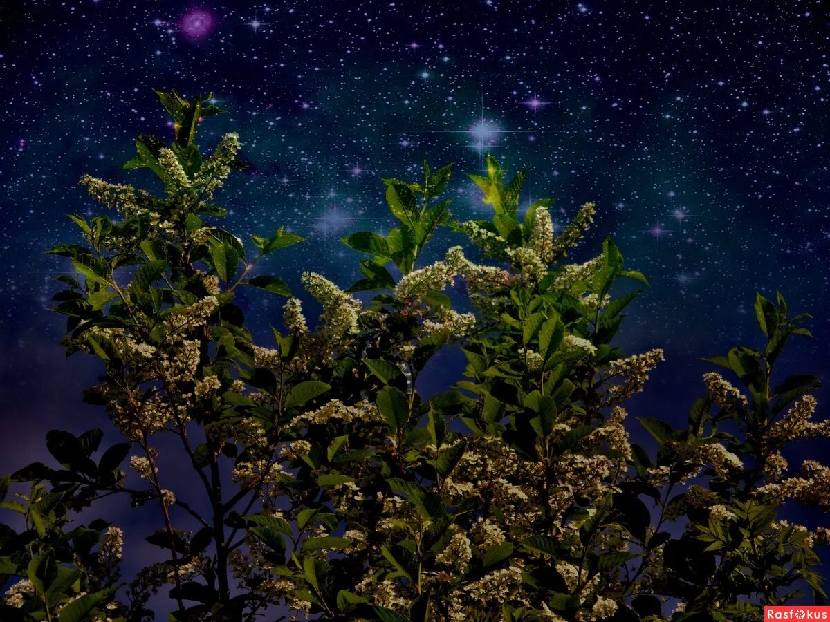 Душистая ночь. Душистая ночь. Лунная ночь. Цветы маттиола двурогая. Сакура дерево.