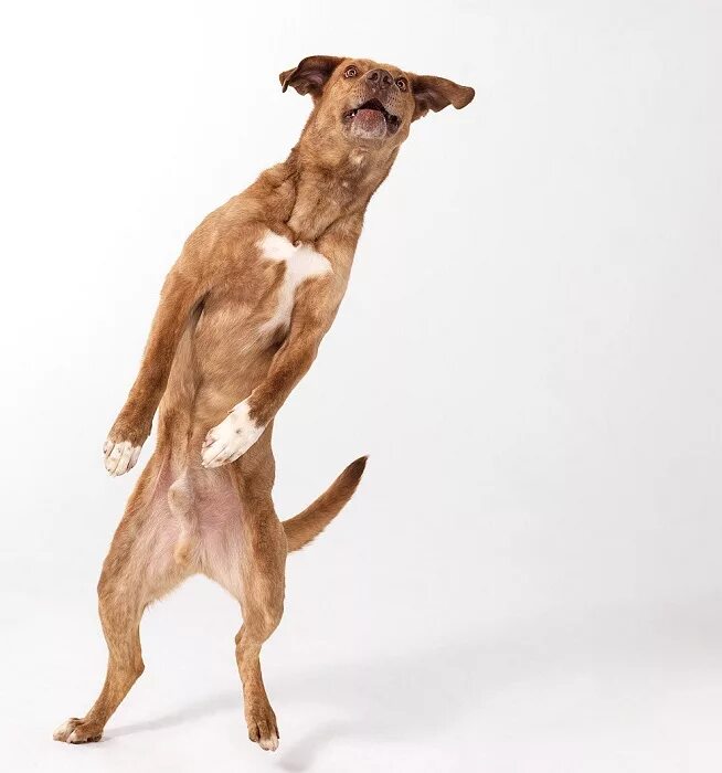 Dog dance on hind legs. Shiba Inu dance on hind legs on a white background , #Ad