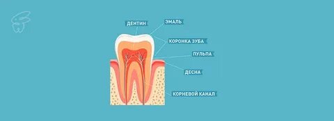 Коронка зуба покрыта эмалью