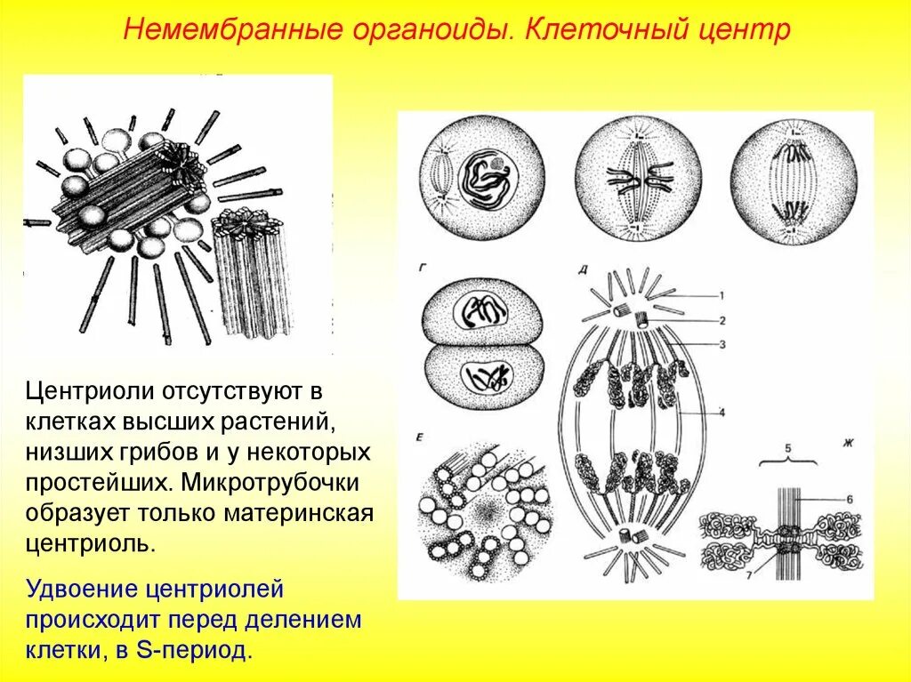 Центриоли в клетках грибов. Немембранные органоиды клетки клеточный центр. Центриоли клеточного центра у грибов. Клеточные органоиды центриоли.