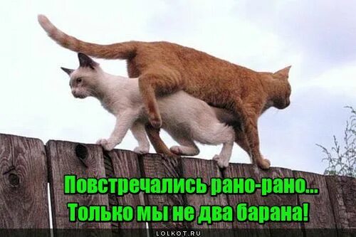 Утонули два барана стихотворение. Рано рано 2 барана повстречались на мосту. Рано рано два барана повстречались на мосту. Михалков бараны. Стих михалкова про баранов.