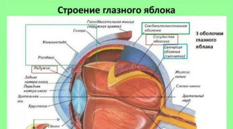 Задняя камера глазного яблока. Камеры глаза строение. Строение глазного яблока. Передняя камера глазного яблока.