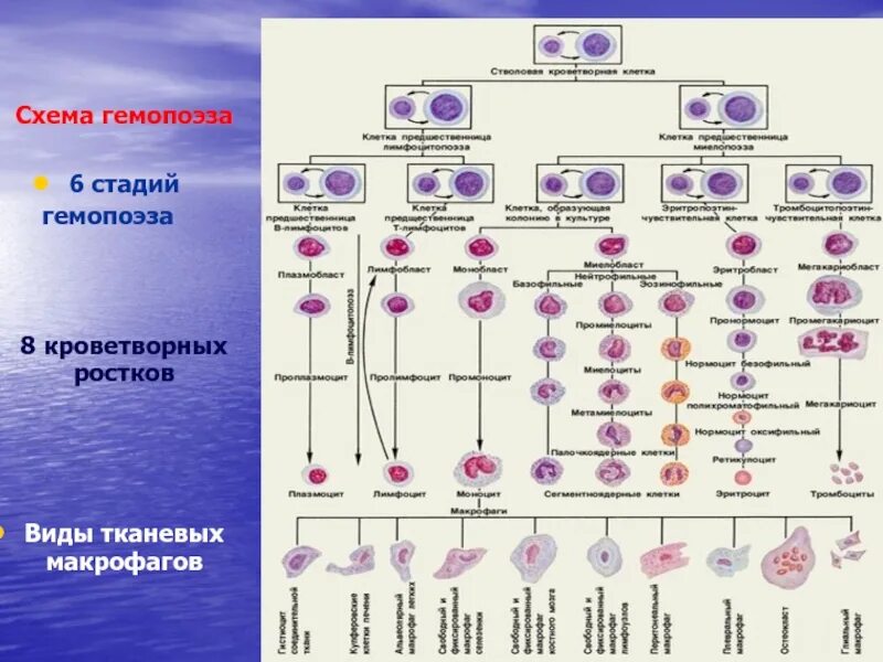 Гемопоэз гистология. Схема гемопоэза. типы гемопоэза. виды макрофагов. лейкозы схема.