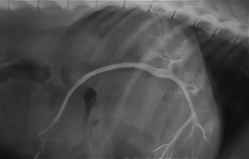 Портосистемный шунт рентген. Печеночные вены у собак.