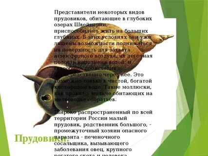 Среда обитания прудовика