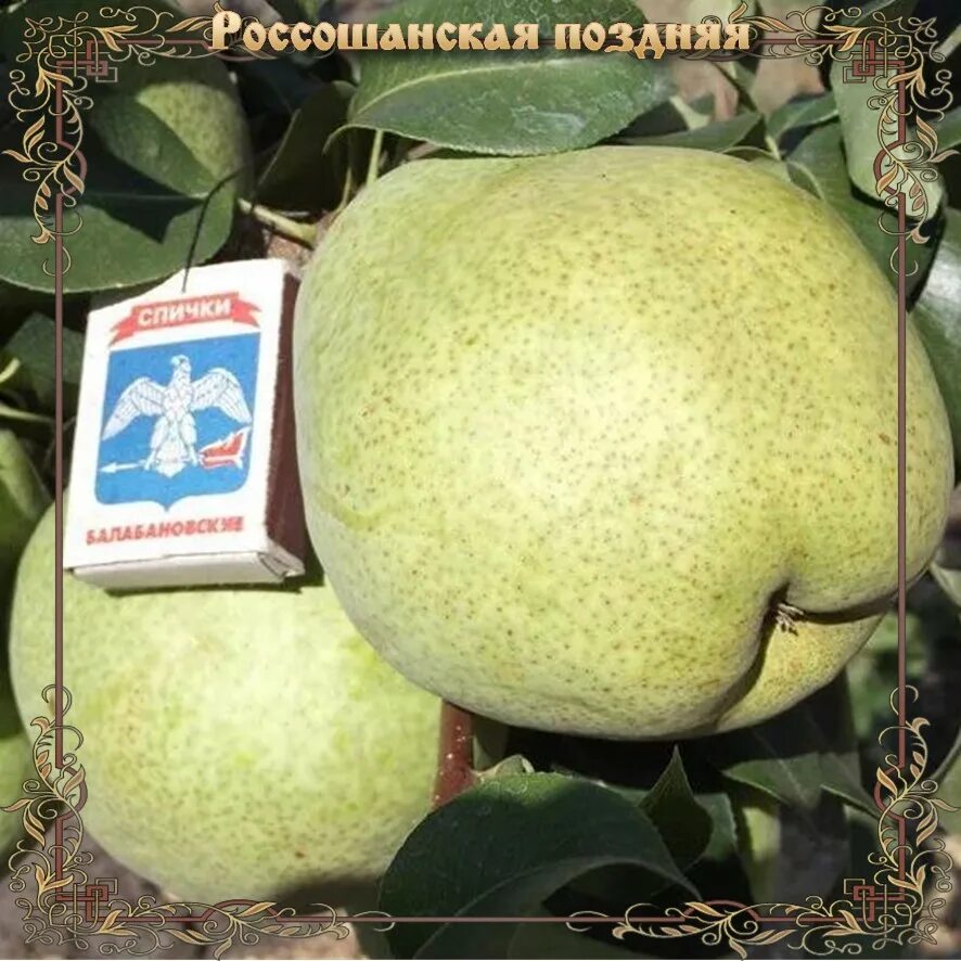Груша десертная россошанская. Груша бессемянка. Груша десертная “россошанская” дерево. Груша россошанская ранняя. Груша сорт россошанская поздняя.