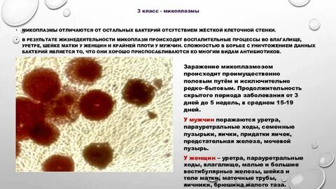 Причины возникновения микоплазмы у женщин
