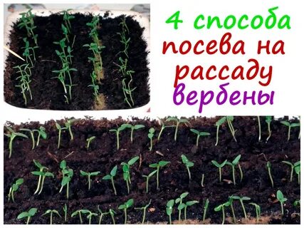 Вербена выращивание рассады из семян