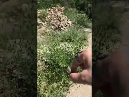 Блоггер саранча последнее видео