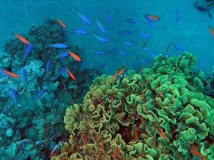 Водоросли обитают на глубине