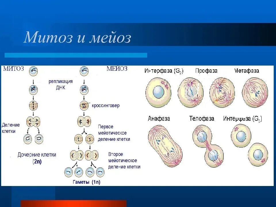 Деление клетки митоз и мейоз 10 класс. Биология митоз и мейоз. Митоз и мейоз 10 класс биология. Фазы деления клетки митоз и мейоз. Мейозом делятся споры