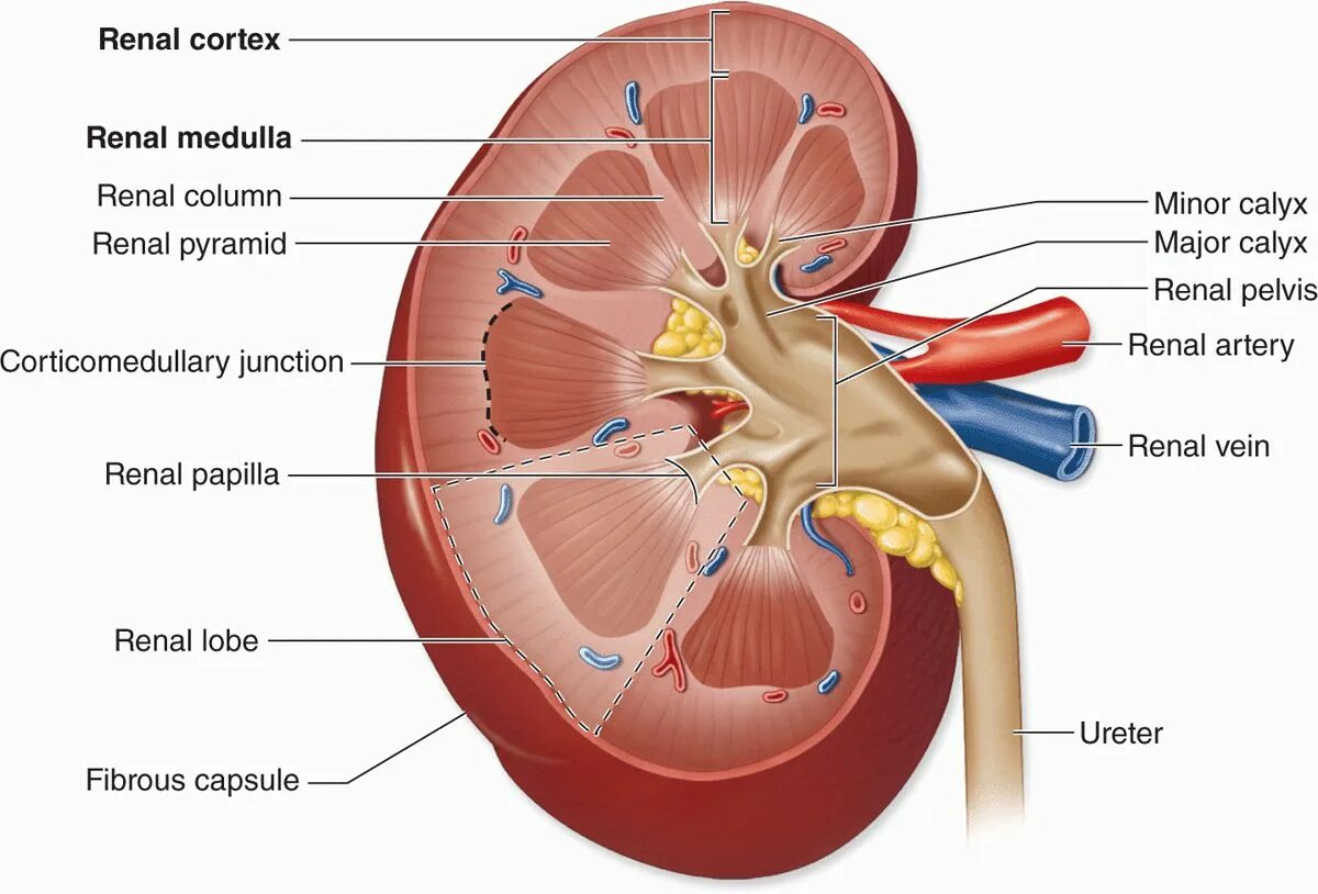 Строение почки почечный синус. Синус почки анатомия. Pelvis renalis. Почечный синус анатомия. Кролог