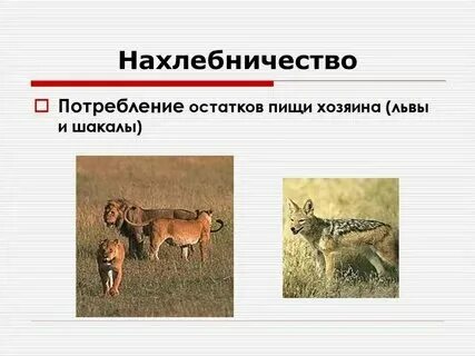 Нахлебничество в экологии