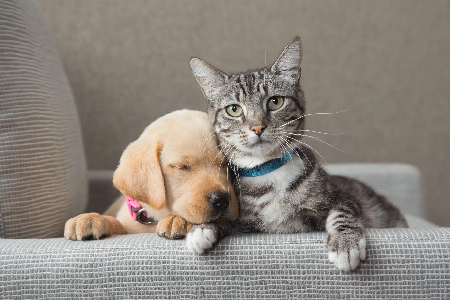 Dog and cat playing. Кошки и собаки. Счастливые собаки и кошки. Картинки кошек и собак. Взаимоотношения собак и кошек.