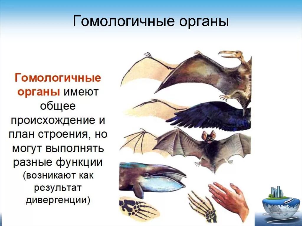 Гомологичные органы крыло птицы и ласты кита. Гомологичные органы. Гомологичные органы у животных. Аналогичные органы. Гомологические и аналогичные органы.