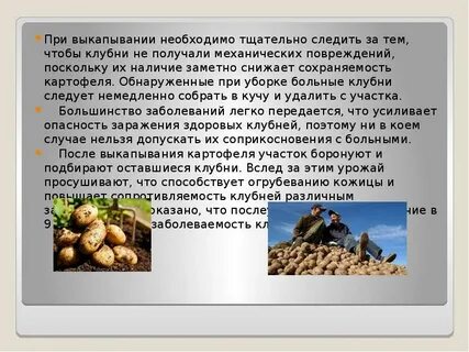 Экспериментатор произвел закладку клубней картофеля