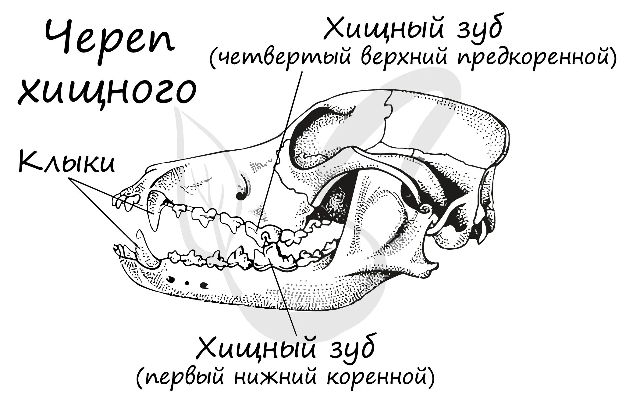 Клыки используются для у млекопитающих. Зубная система хищных млекопитающих. Строение зубов хищных млекопитающих. Отряд Хищные строение зубов. Зубная система млекопитающих анатомия.