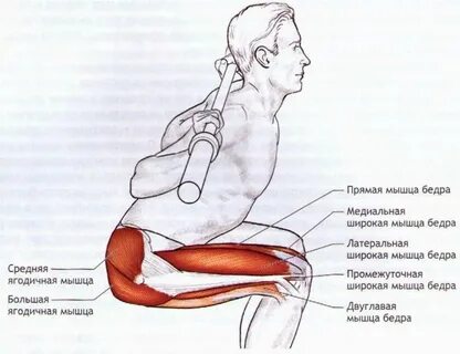 Какие мышцы качаются при приседании