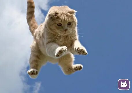 Кот перед прыжком