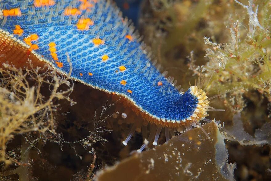 Амбулакральные ножки морской звезды. Морские звезды Asterina. Asterina pectinifera. Морская звезда ножки. Морские звезды системы