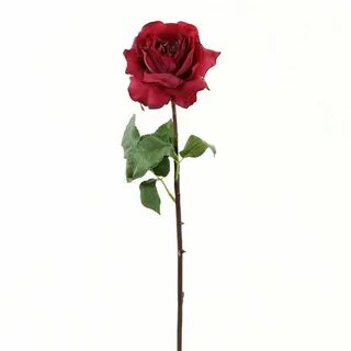 Open rose
