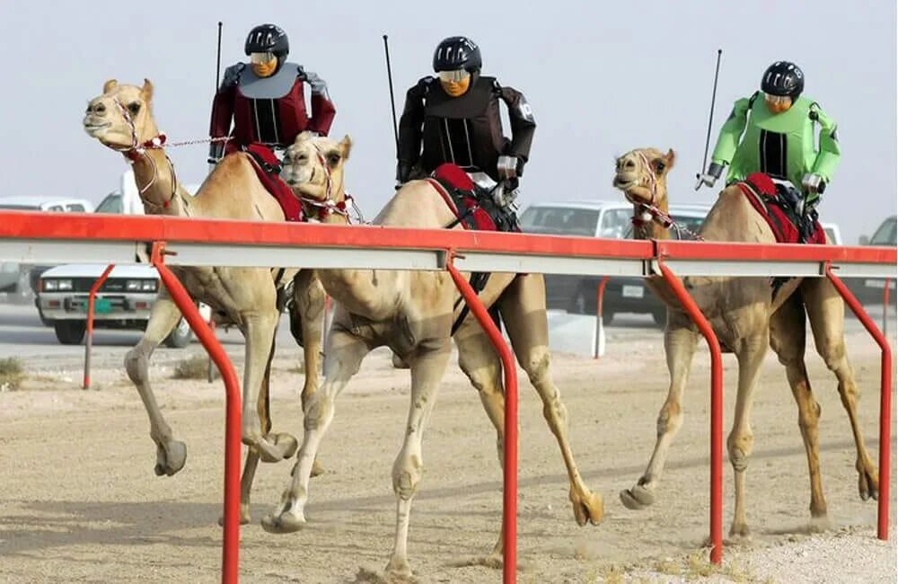 Развлечения здесь. Верблюжьи гонки в Дубае. Верблюжьи бега в Дубае. Робот жокей на верблюде. Скачки на верблюдах.