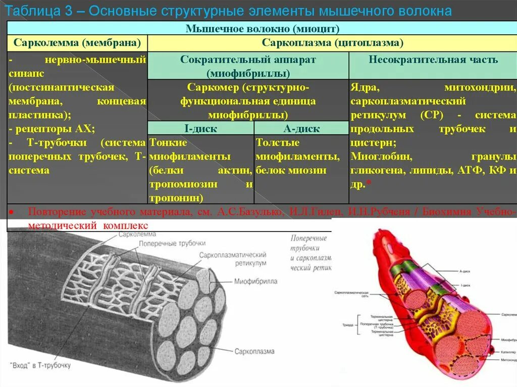 Мышечное волокно сарколемма саркоплазма. Строение мышечного волокна саркоплазма. Строение мышечного волокна сарколемма. Основные структурные элементы мышечного волокна. Мембрана мышечного волокна