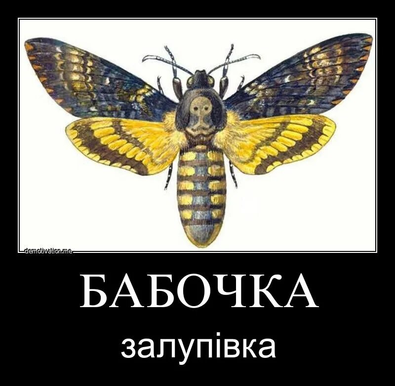 Залупивка на украинском. Слова по украински. Залупивка с украинского. Украинские слова. Смешные слова.