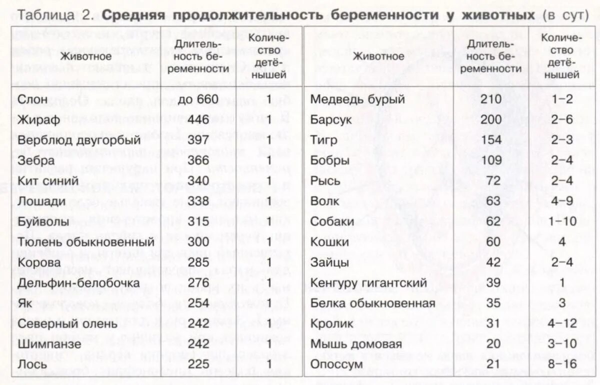 Продолжительность жизни зверей. Сроки беременности у животных таблица. Сроки беременности у млекопитающих таблица. Продолжительность беременности у разных животных. Продолжительность беременности у животных таблица.