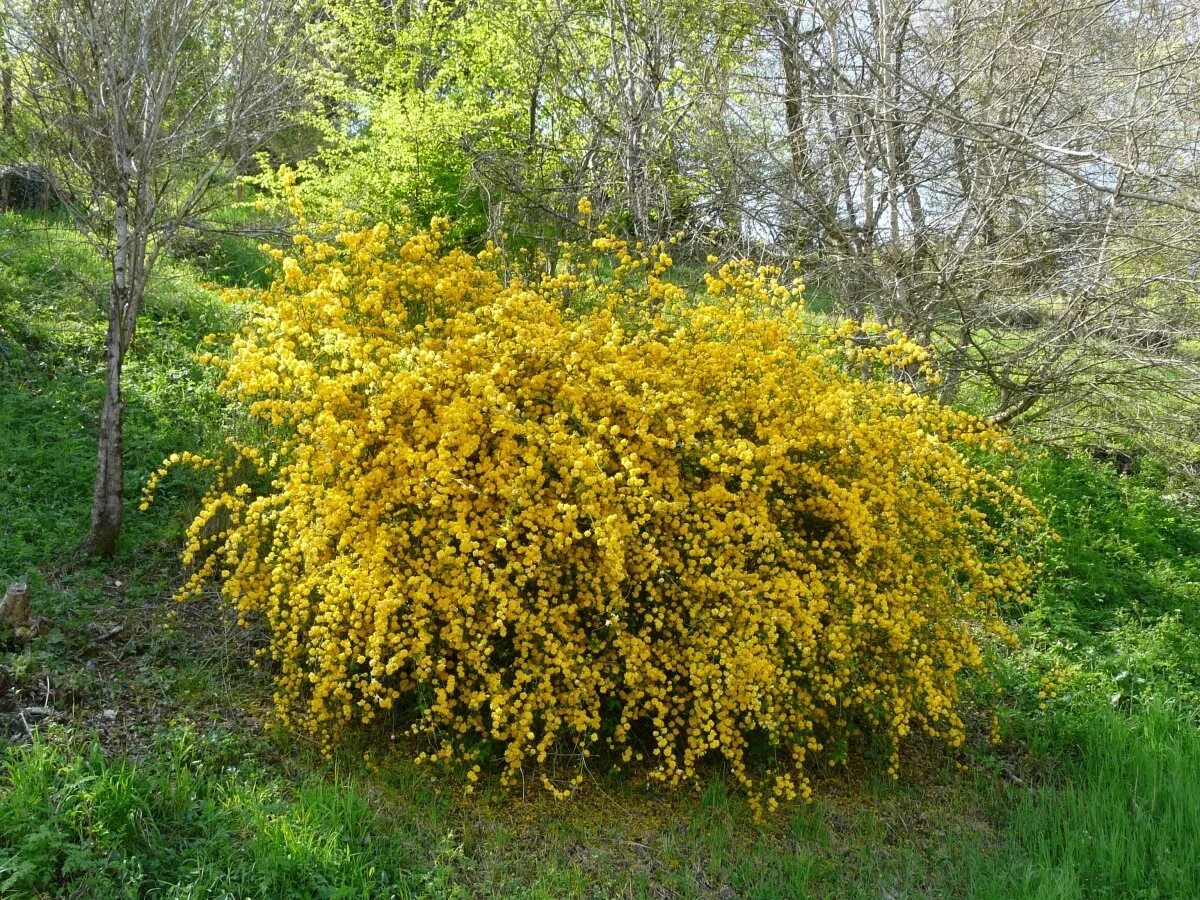 Керрия японская Pleniflora. Куст японская керрия. Форзиция промежуточная Голдзаубер. Керрия японская махровая.