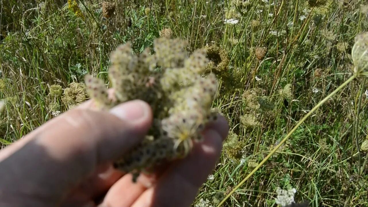 Морковь дикая купить. Семена дикой моркови. Семена моркови Катран. Трава Дикая морковь. Семена диких трав.