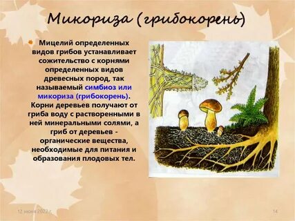 В биоценозах грибы образуют микоризу с корнями