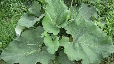 Lezbiyenlar mushuklarni yalaydilar