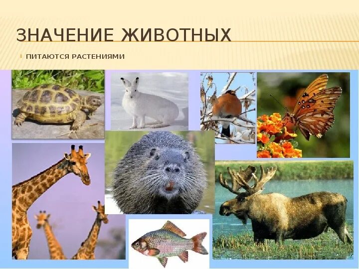 Картинки РАСТИТЕЛЬНОЯДНЫЕ ЖИВОТНЫЕ ПЕРЕЧИСЛИТЬ