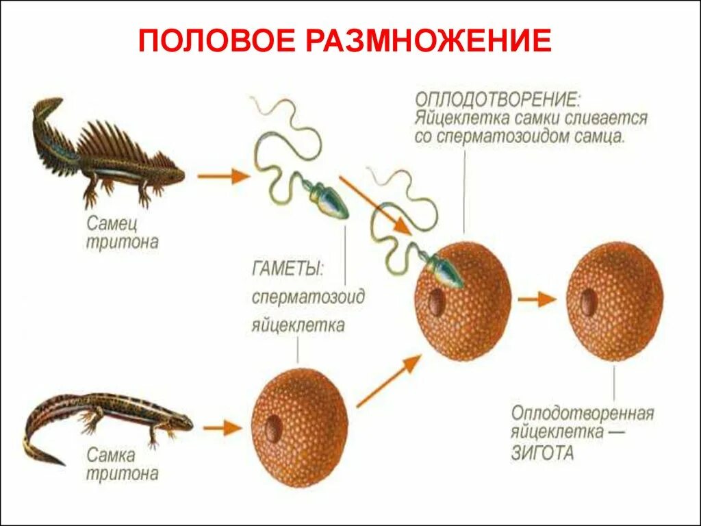 Выберите типы оплодотворения. Половое размножение животных оплодотворение. Этапы полового размножения животных. Схема полового размножения животных. Схема формы размножения животных.