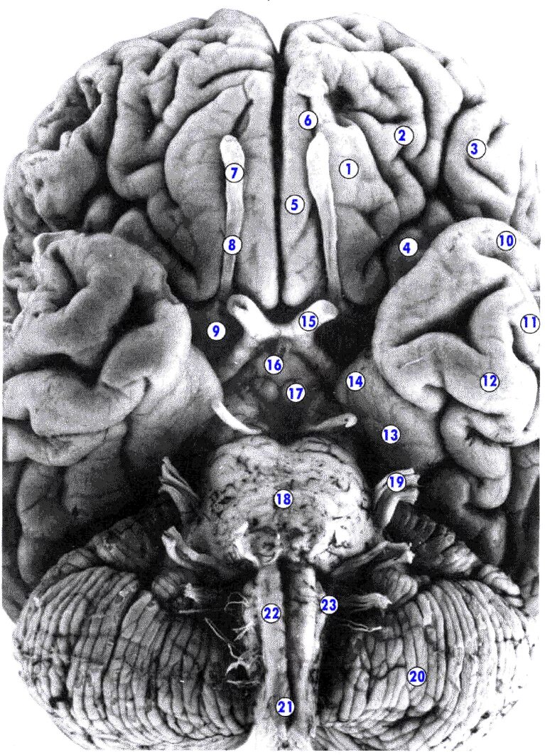 Складчатая поверхность головного мозга. Базальная поверхность головного мозга извилины. Зубчатая извилина гиппокампа. Гиппокампальная извилина. Борозда гиппокампа мозга.