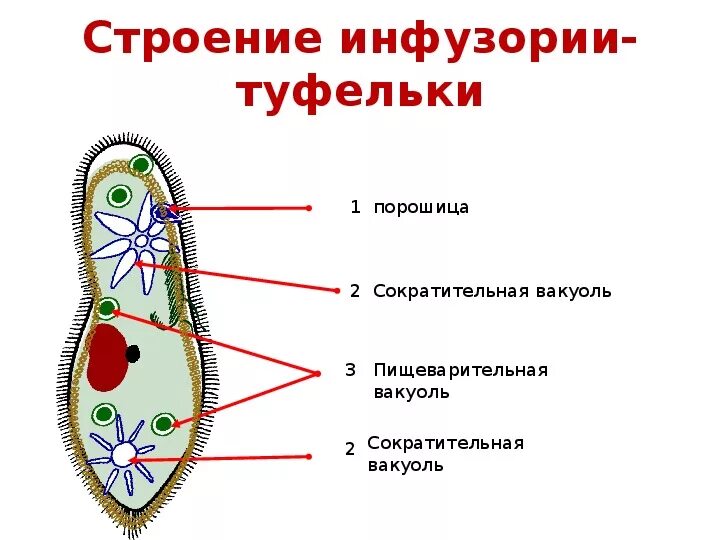 Биология 5 класс инфузория туфелька строение. Функция инфузории туфельки биология 5 класс. Вакуоли у инфузории туфельки функции. Инфузория туфелька схема строения.