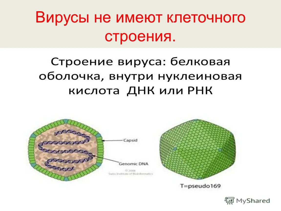 Клеточное строение имеет бактерия вирус. Строение вируса. Кареточного строения не имеют. Вирусы не имеют. Вирусы не имеют клеточного строения.