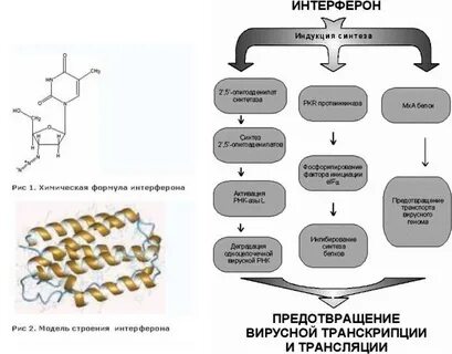 Методы получения интерферонов