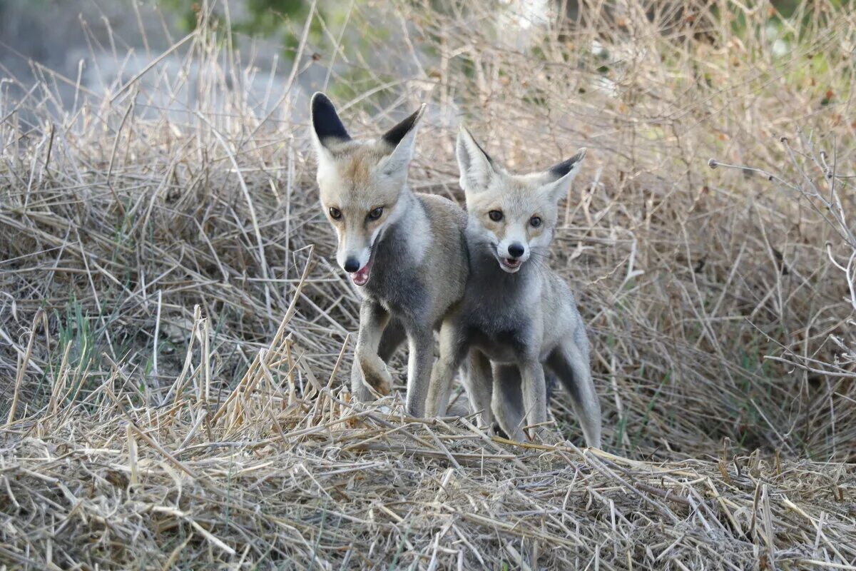 First fox. Лисица. Лиса фото.