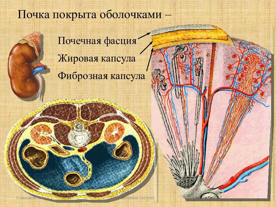 Соединительная ткань фасции